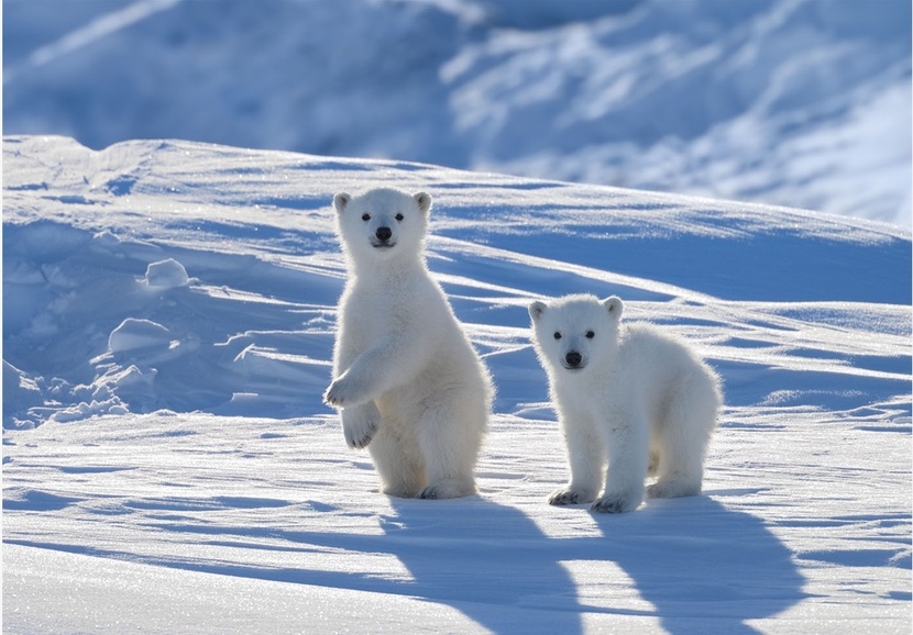Two polar bear cubs standing on snow
