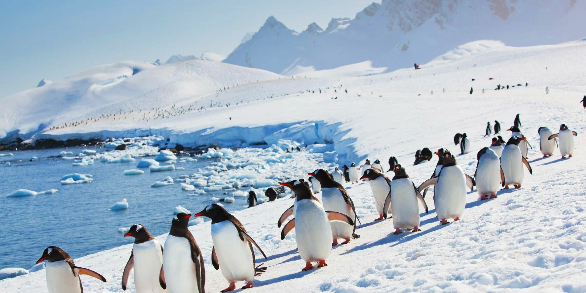 A line of penguins walking across snow with mountains in the background