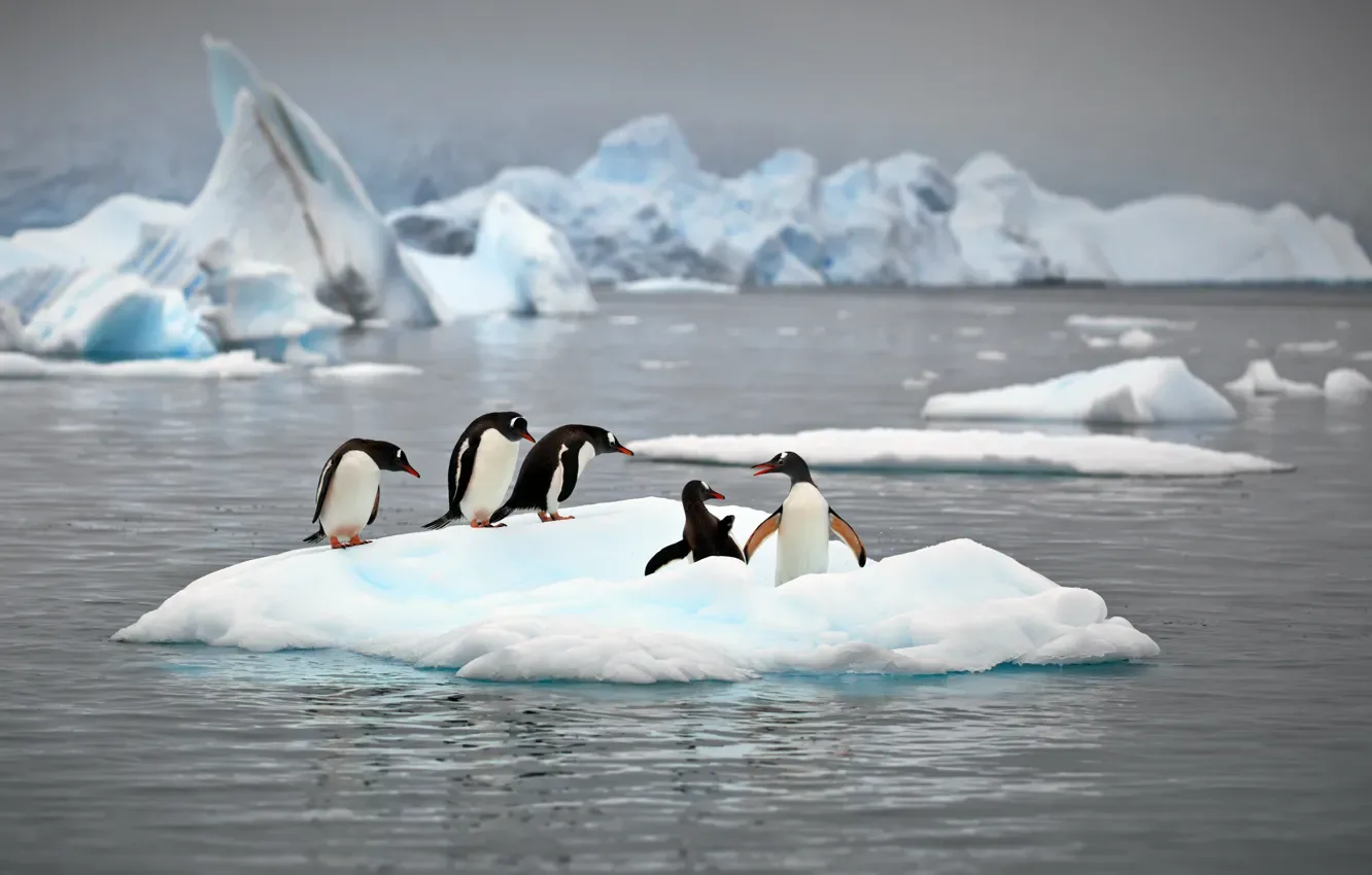 A small group of penguins gathered on a floating piece of ice
